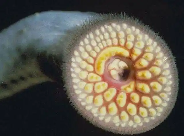 自然界绝对恐怖的存在,人们称它"僵尸鱼"_手机搜狐网