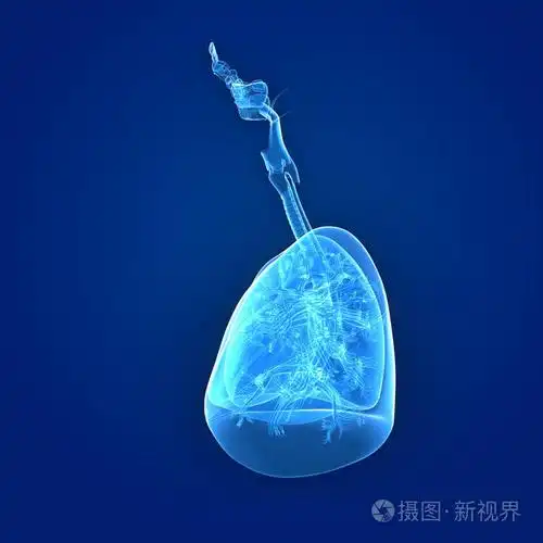 肺和心脏前视图