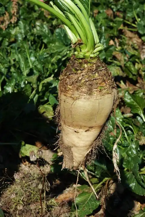 收获的甜菜 【原创】