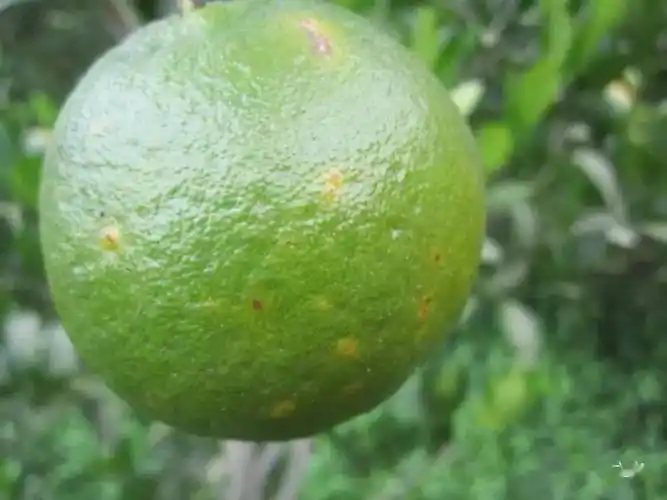 柑橘黑星病,影响颜值的"麻子脸",如何有效防治?_果实_病菌_修剪
