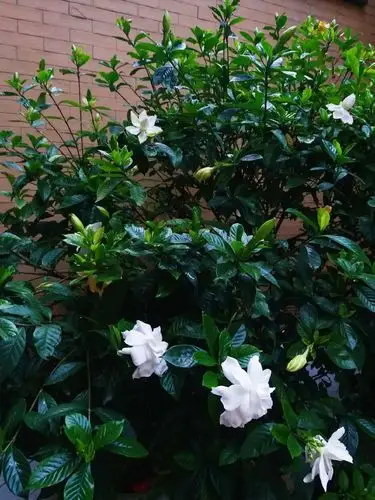 栀子花开 - 美篇