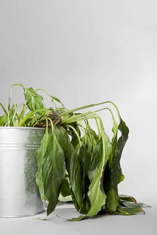 收藏 关键词:枯萎的绿色植物特写高清图片图片下载,植物,绿植,草,花