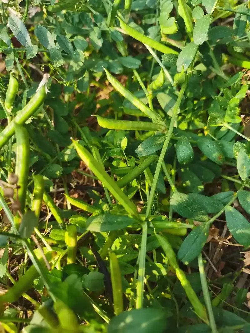 小时候玩过这种植物的人现在都几岁啦!#回忆童年#有一种叫云南