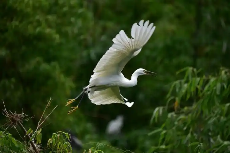 白鹤林—白鹭的故乡