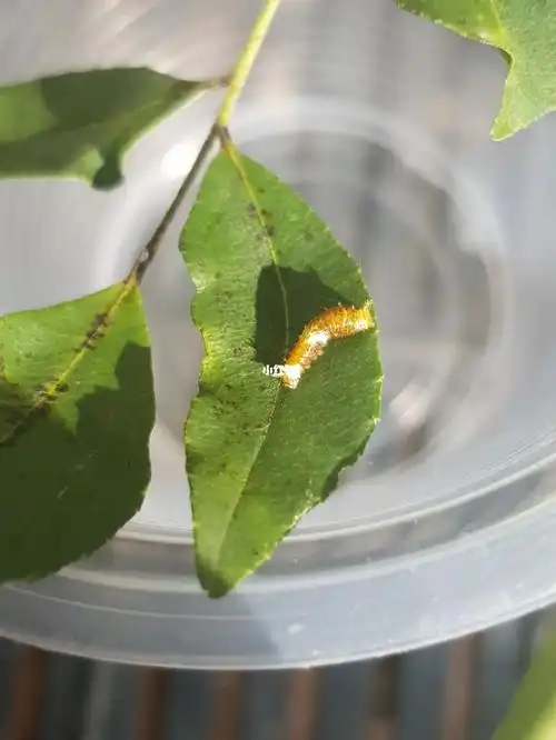 活了28年第一次亲眼看见毛毛虫变成蝴蝶03_故事_毛毛虫_生活记录_接