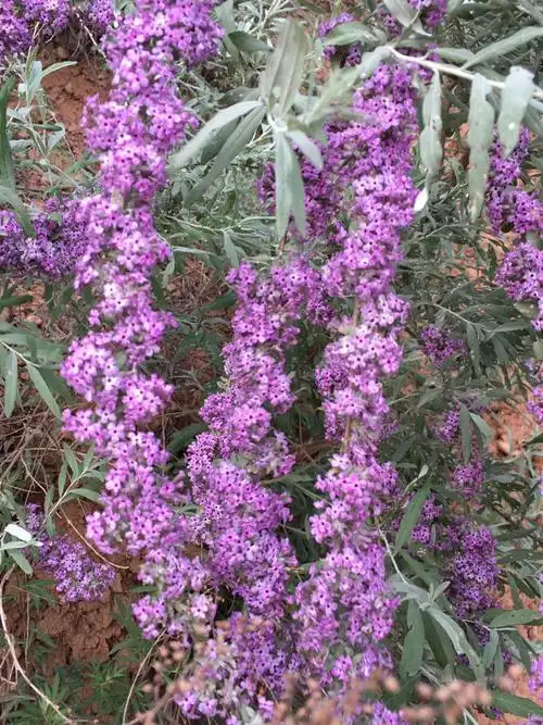 这种长串串紫花,叫啥名字.甘肃陇东