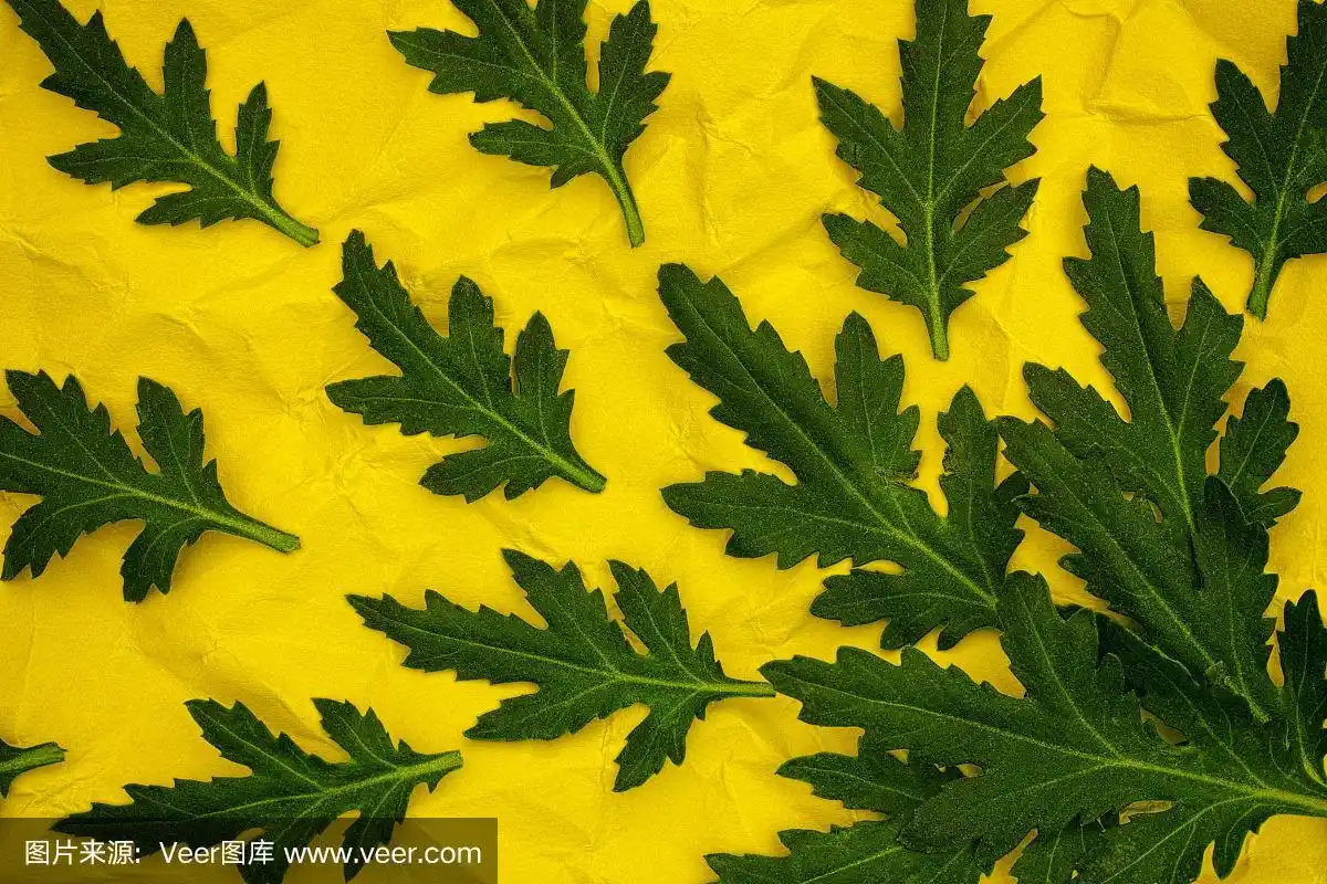 绿色的菊花叶子在黄色皱巴巴的纸背景上.