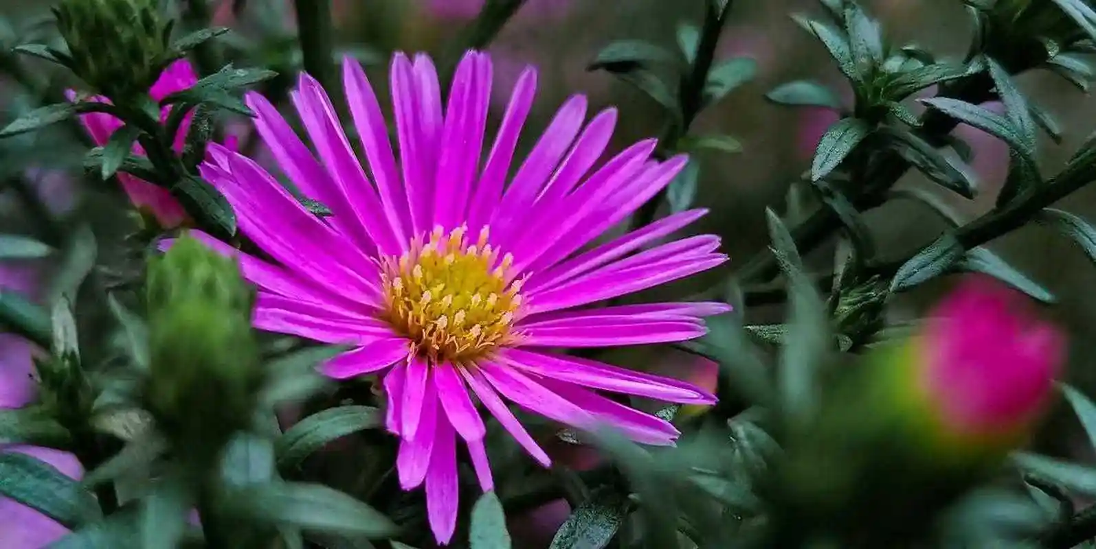 荷兰菊[鄙视] 荷兰菊的花语是活泼和谎言,荷兰菊的花朵小巧,但是颜色