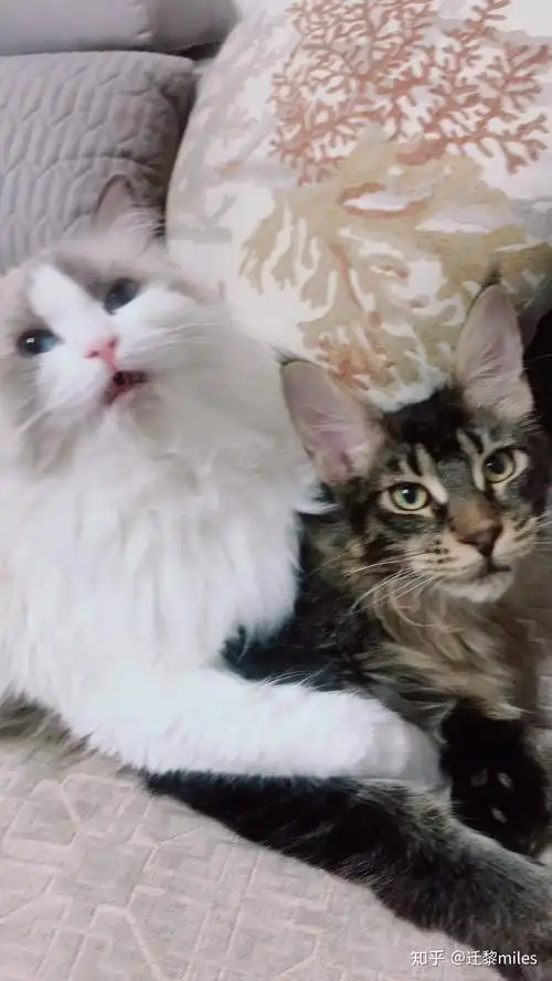 体型庞大的缅因猫会不会欺负家里原有的布偶猫