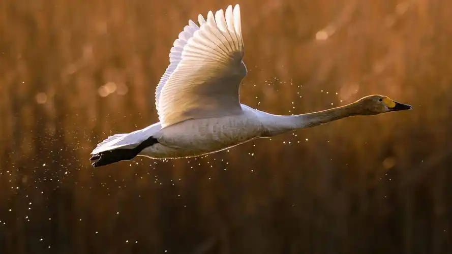 鹅,鸭,起飞,动物飞行图片,壁纸