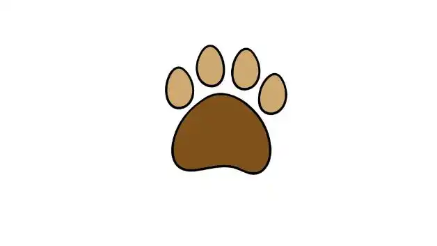 动物爪子的画法