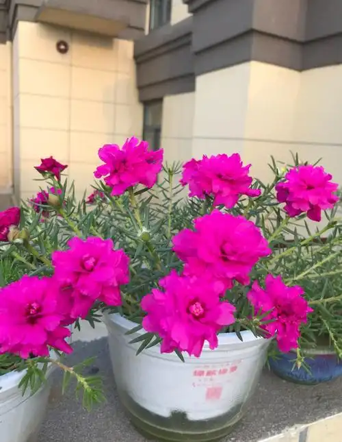 重瓣太阳花"宿迁玫红"—花美如牡丹,耐寒能力强,北方也能养