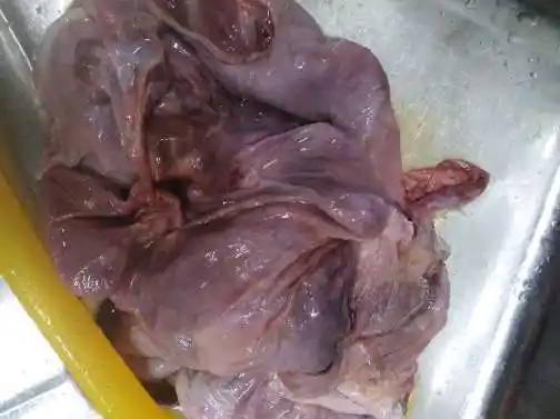 本人长期收猪胎盘