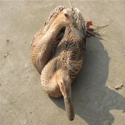 正宗2年农家散养新鲜土老鸭母鸭麻鸭水鸭活鸭现杀老 鸭子包邮鸭肉