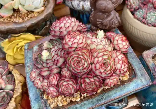 多肉梦幻玫瑰,就凭这如梦似幻的颜值,说它叫"赛玫瑰"我也信!