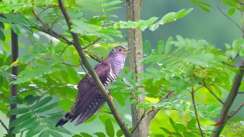天天叫人快快干活的杜鹃鸟