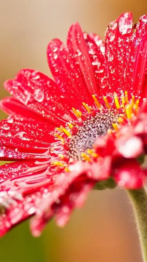 雨后的红色非洲菊花 iphone 壁纸