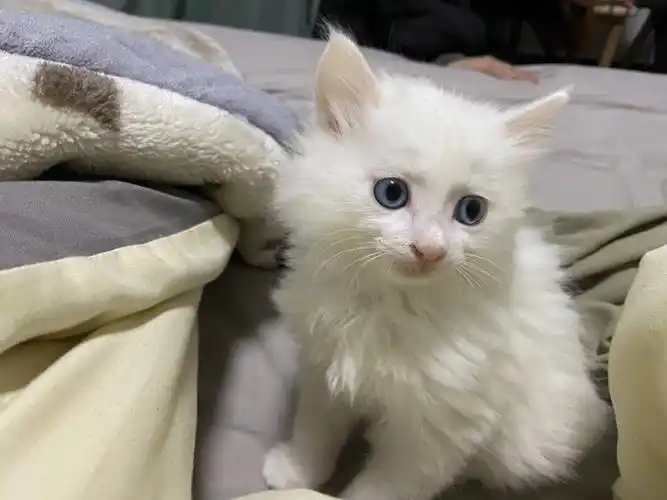 小时候的狮子猫像个憨憨