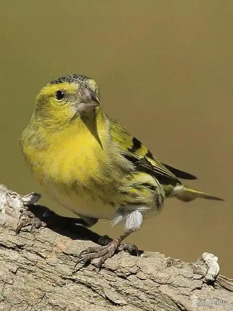 黄雀中的"麻公"之黄雀三大口的培养