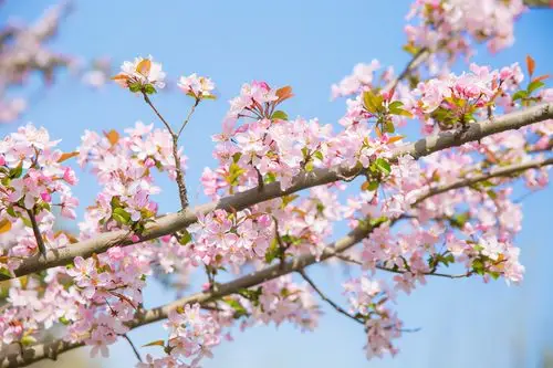 阳春三月的西昌处处充满了春天的气息,也到了海棠花盛开的时节,湿地