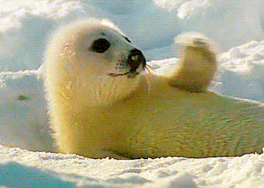 你能分清海狮,海豹,海象,海狗吗?