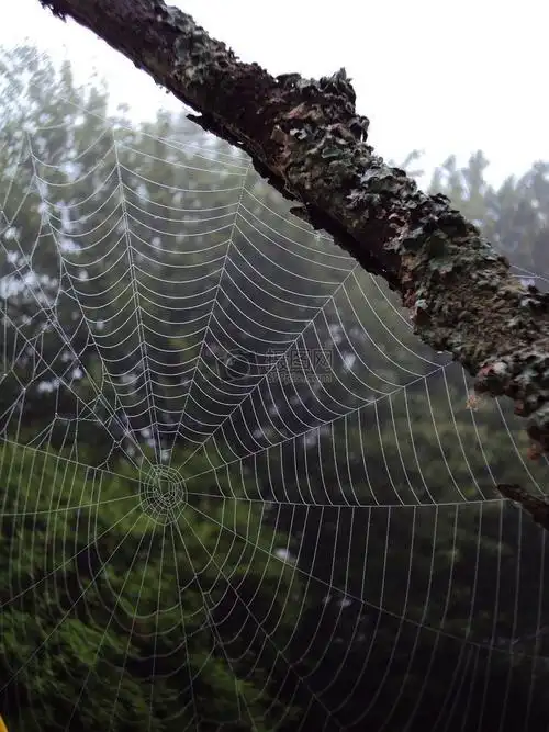 树枝上的蜘蛛网