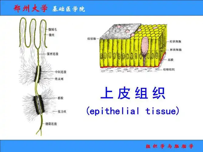 上皮组织---课件.ppt