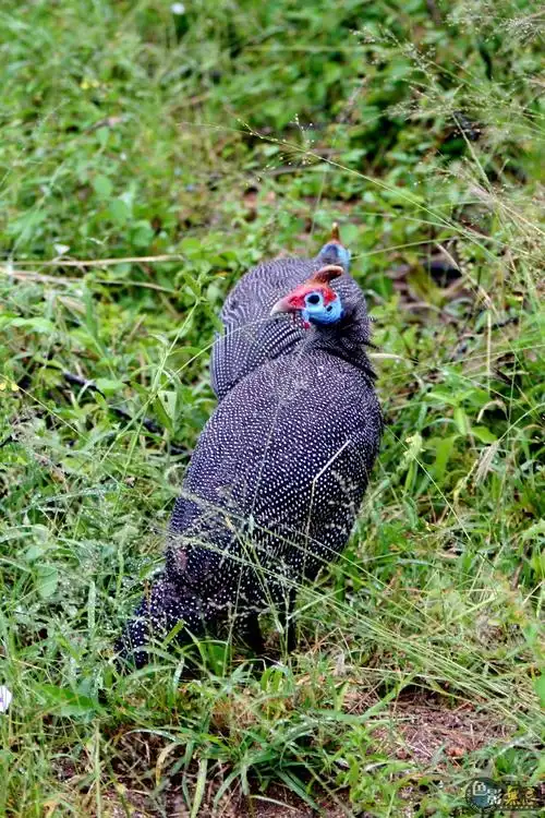 盔珠鸡(guineafowl)在路边觅食.