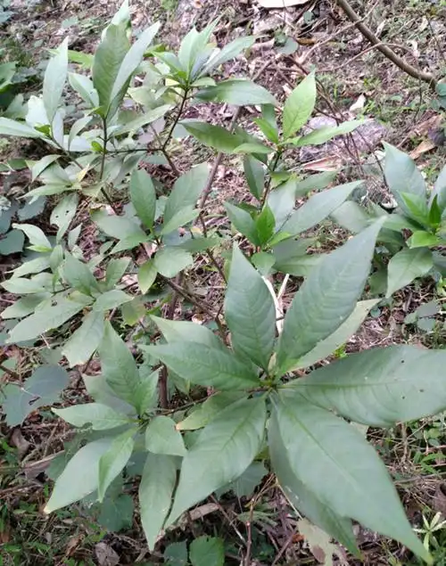 新货野生中药材萝芙木根矮坨鱼胆刀伤伤药纯根其他药食同源食品