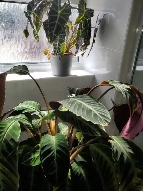 紫背天鹅绒竹芋真的太美了