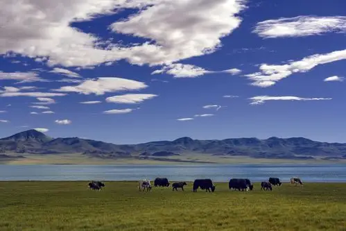 羌塘,可可西里印象