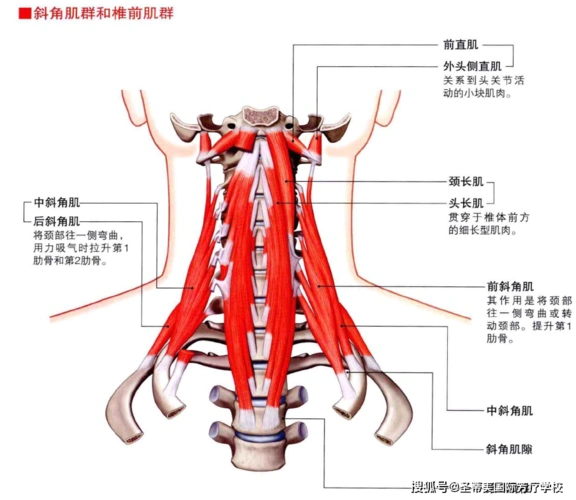 头颈部的肌肉解剖图