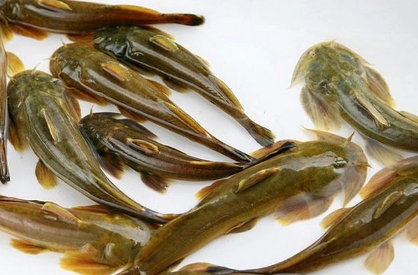 只有在一些偏远贫穷的小镇菜市场,可能买到野生鱼,不过也要靠运气,去