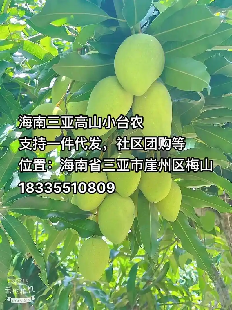 产地芒果.【品名】海南三亚高山小台农 【口感】肉质结实嫩滑, - 抖音