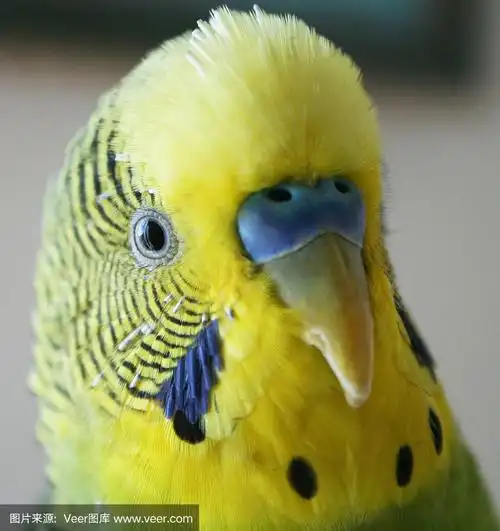 非常可爱的黄色雄鹦鹉肖像