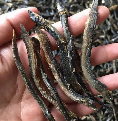 湖南叫"沙泥鳅",20年前没人吃,如今晒干一斤卖200元,罕见了