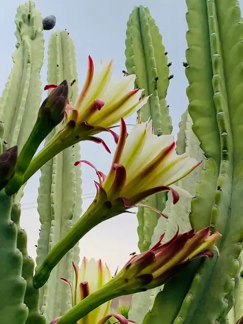 醉美的仙人柱花