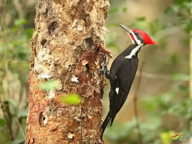 大红冠啄木鸟
