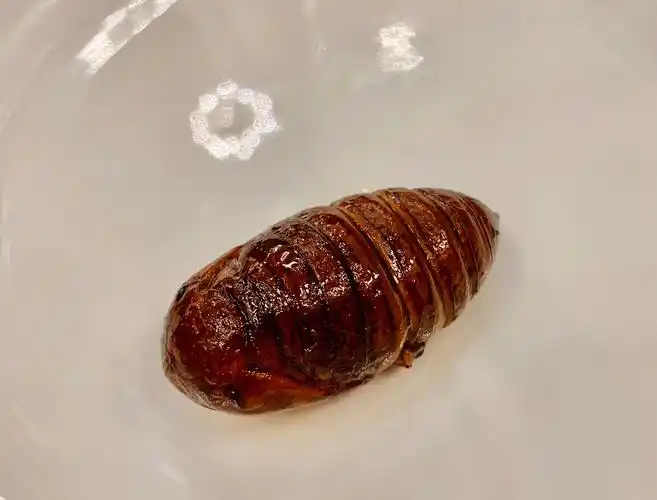 蚕蛹怎么保存(活的蚕蛹怎么保存)