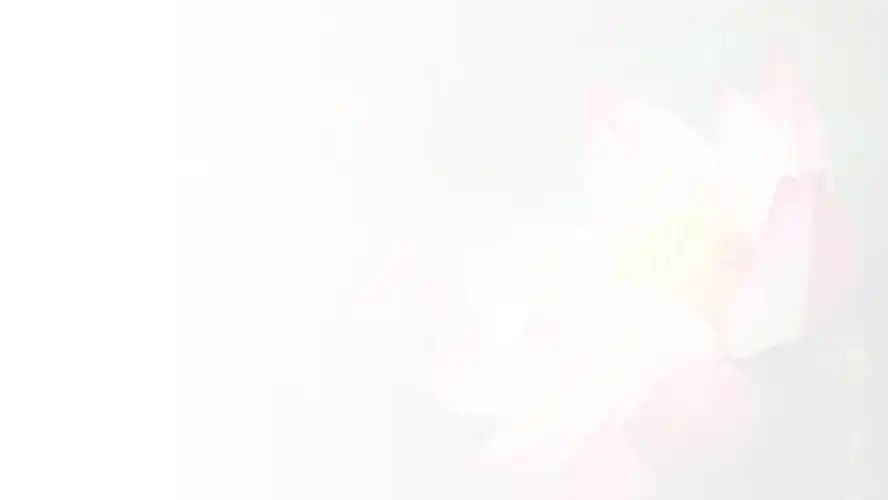 荷花花植物ppt背景图