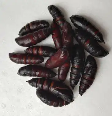 [虫蛹批发]豆虫蛹,新鲜速冻,高蛋白,蚕蛹,高蛋白过敏体质禁止食用价格