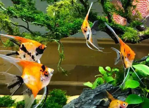 它们一般都能适应3它们的攻击性也不是很强,可以和多种热带鱼混养4