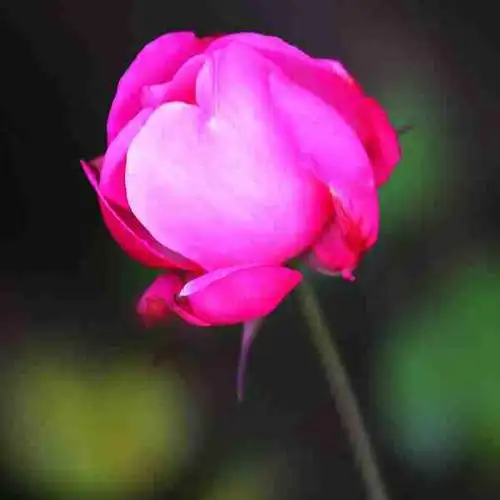 漂亮红花微信图片_微信头像图片大全