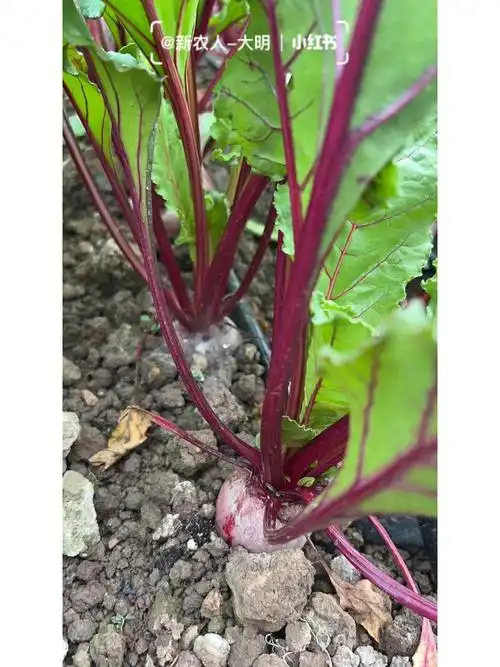 血液病克星甜菜头到底应该怎么吃