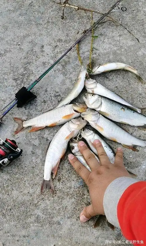 莱芜钓鱼人钓起许多"大马口",这么大的马口山东才有?