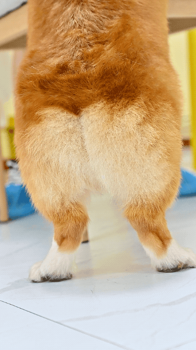 短腿大耳肉嘟嘟,这家店进去就出不来了.|狗狗|柯基|天然呆_网易订阅