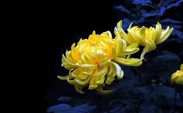 母亲去世发朋友圈的短句母亲过世怎么发朋友圈请朋友参加