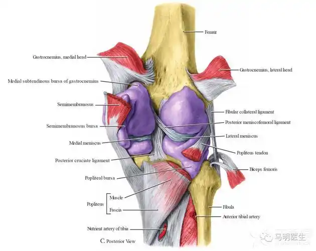 膝关节滑囊炎视频见公号