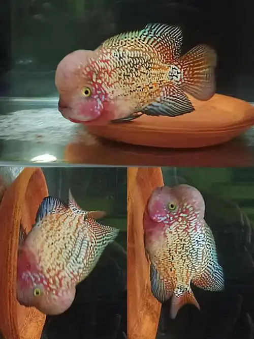 不二臣泰国进口观赏罗汉鱼泰金幻彩虹退沙红金花火凤蛇纹泰古典精品苗