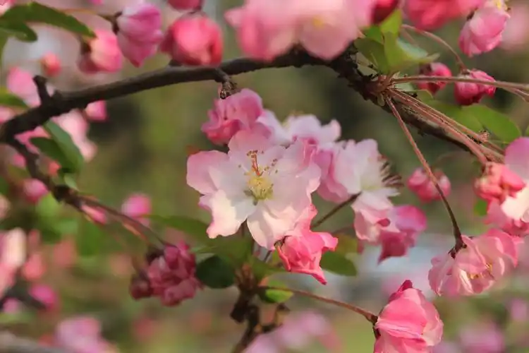 垂丝海棠种子怎么播种-君兰阁花卉